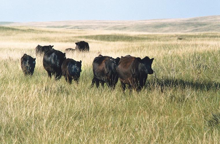 Marcy Cattle 1.jpg
