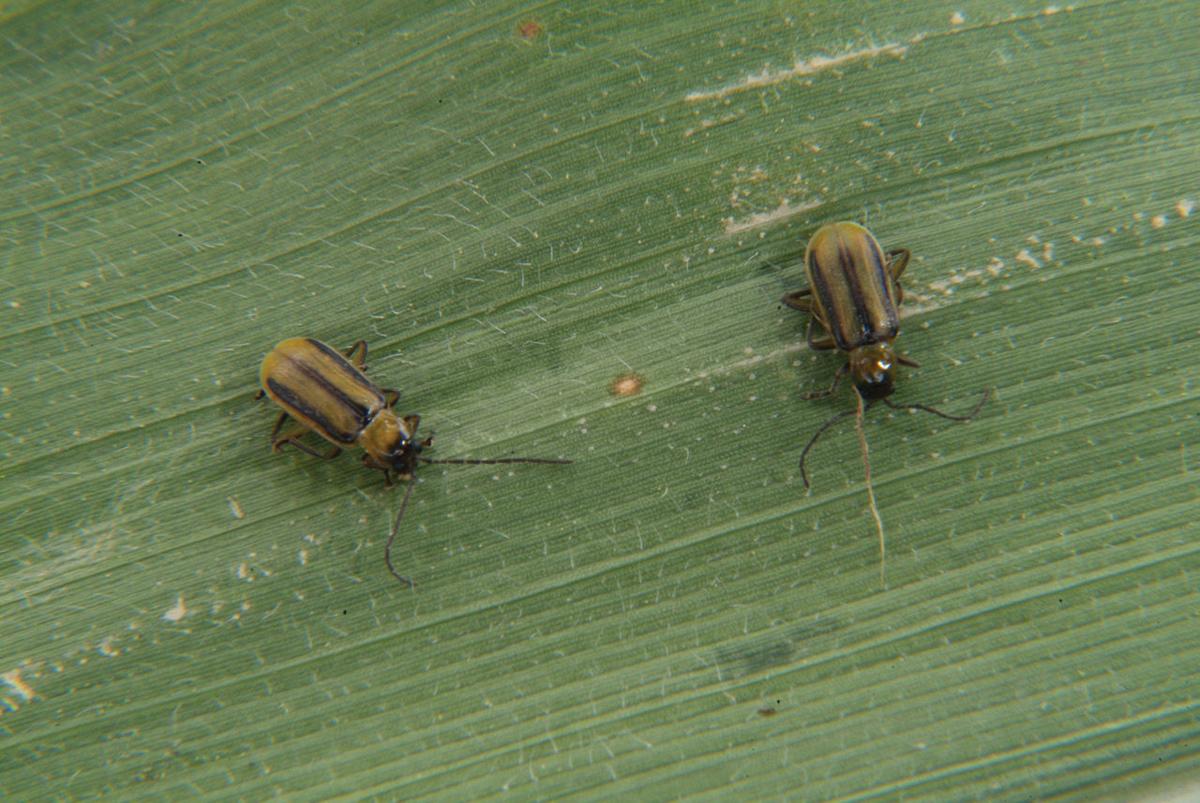 Wholefarm approach needed to manage corn rootworms Crop