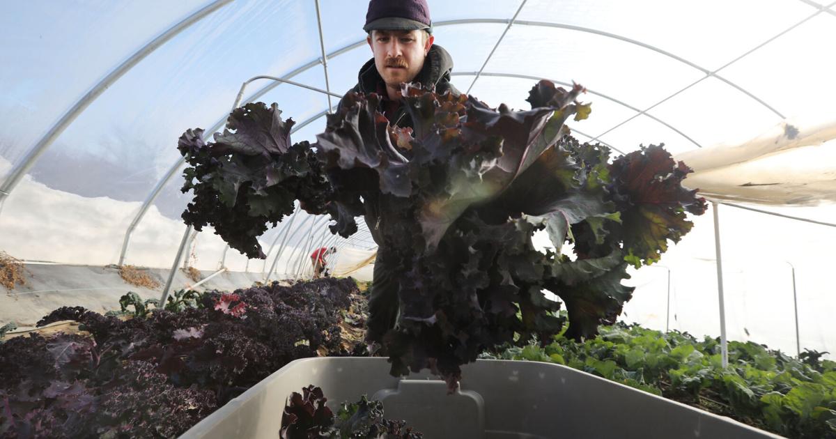 Cold Co Farm Cold farming makes for warm hearts