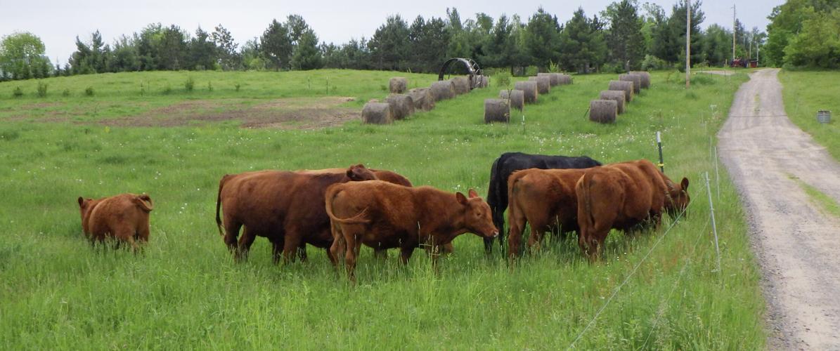 Beef cattle on pasture