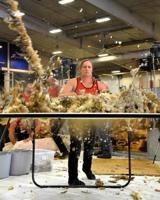 Top U.S. contenders flock to Nebraska for sheep shearing contest
