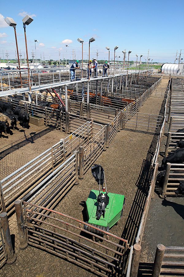 Cargill Develops Robotic Cattle Driver Livestock Agupdate Com