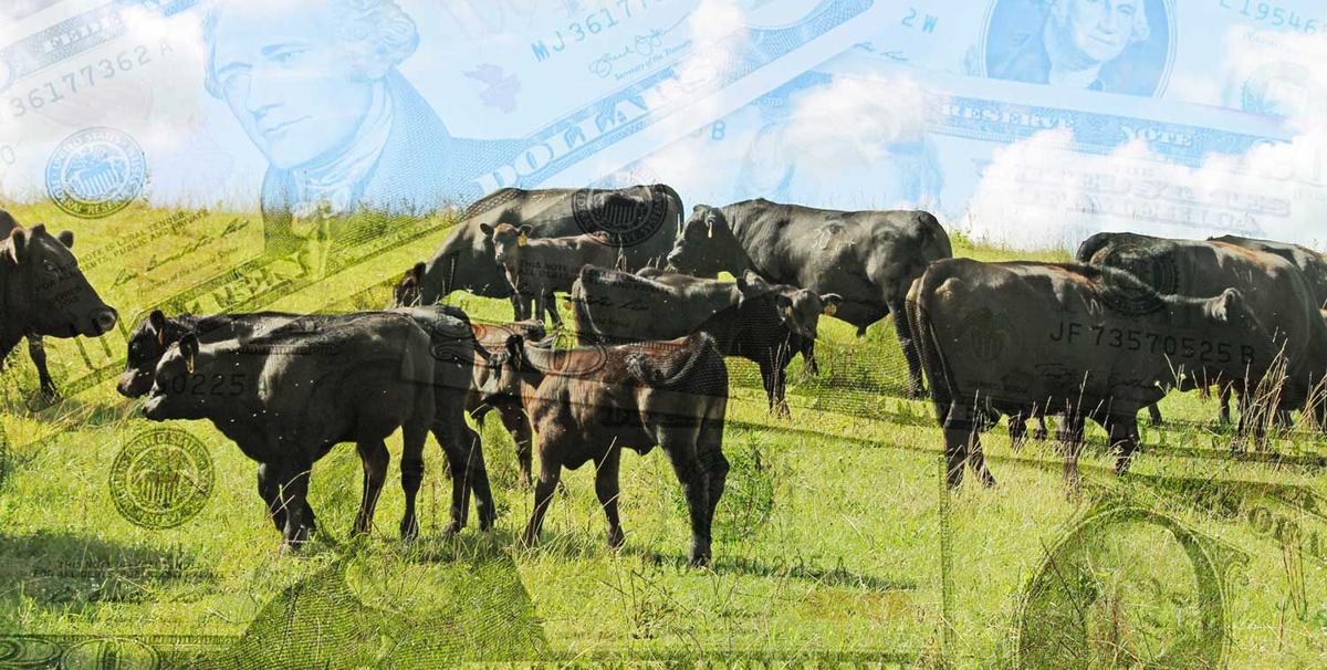 Money-0ver-cattle