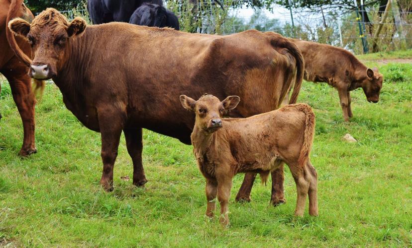 Dexter cow and calf