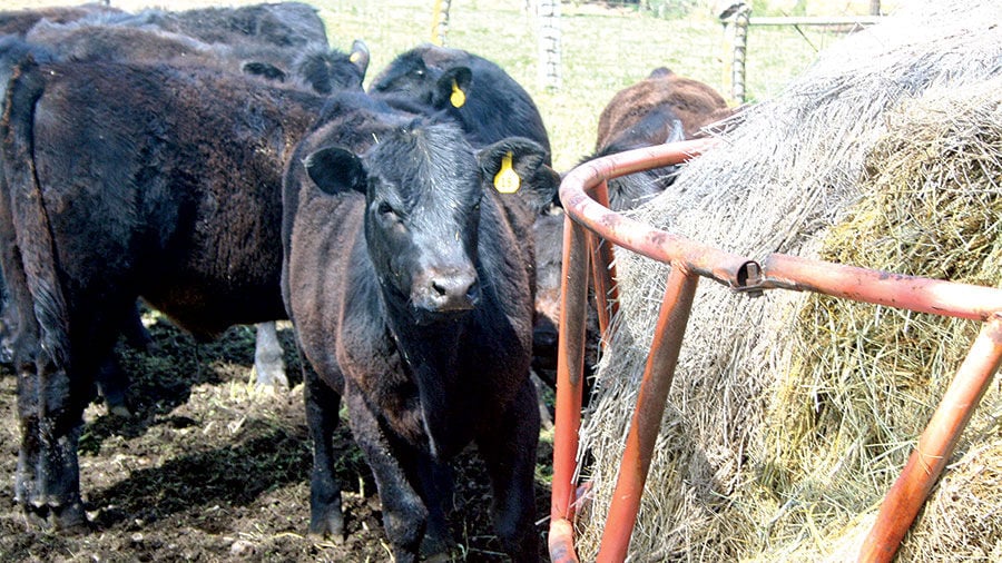 Cattle at hay ring feeder