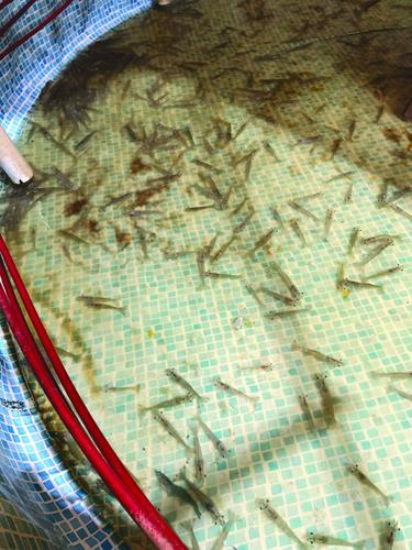 Shrimp farming (15) - worked.tif