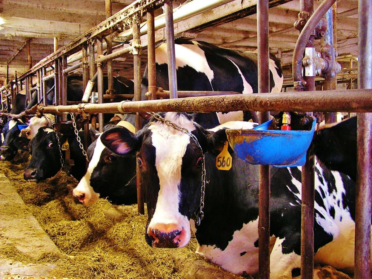 Dairy cows