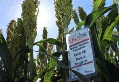 Sorghum TAPS