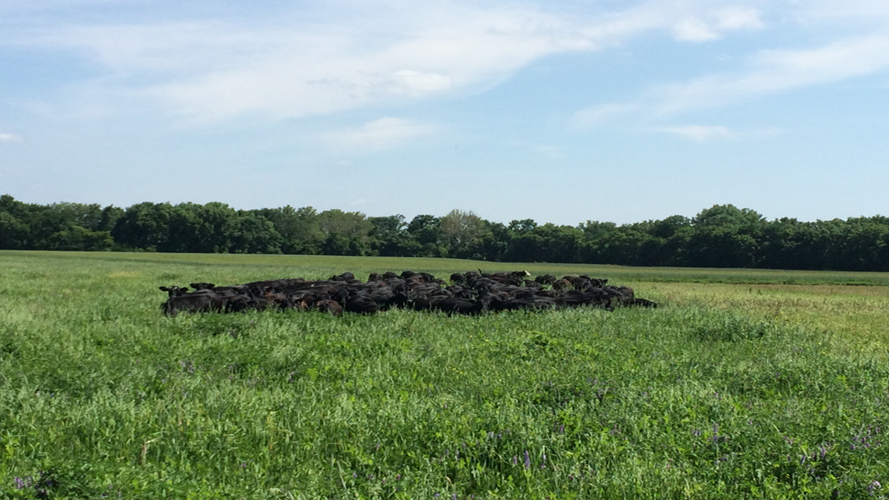 Fuller soil health (6).PNG