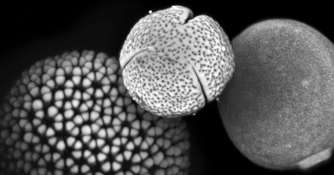 Pollen grains