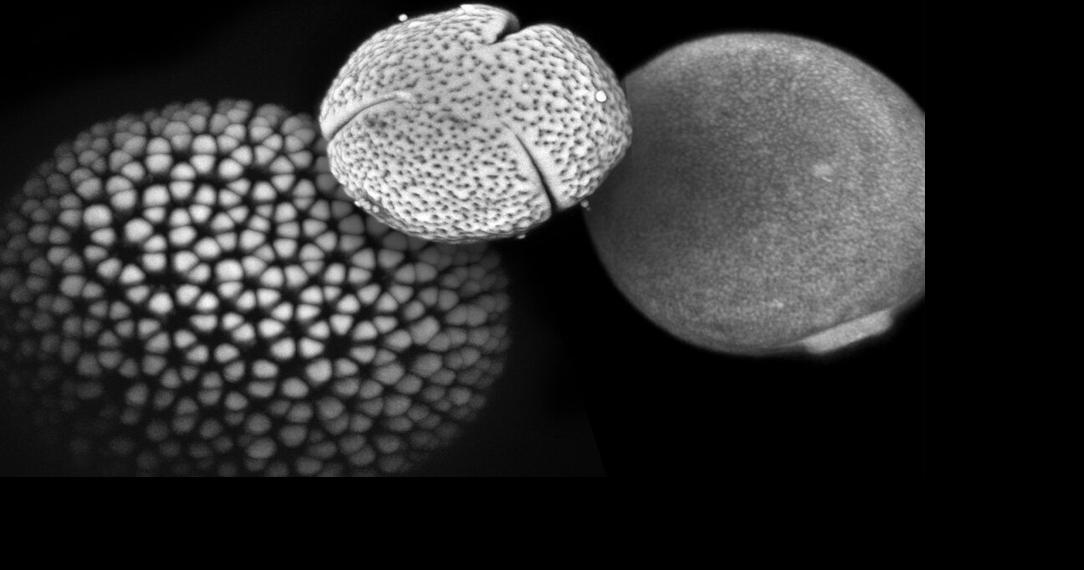 Pollen grains