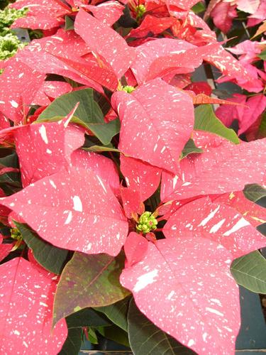 Jingles poinsettia flecked