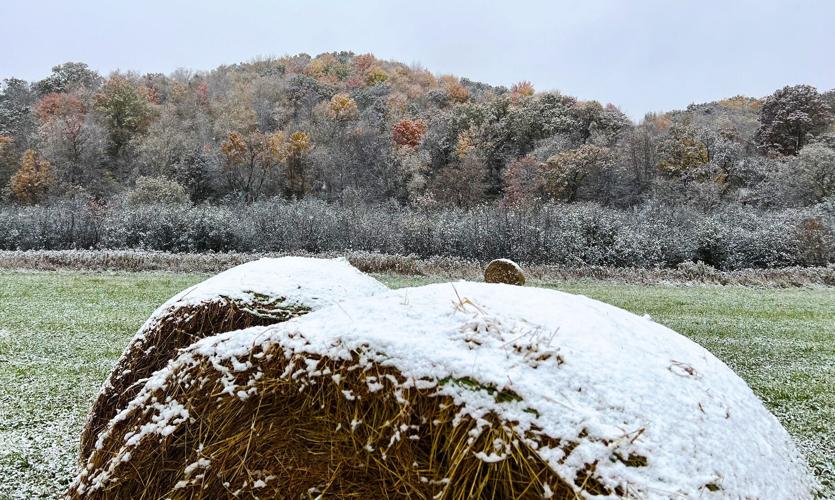 Hay covered with snow