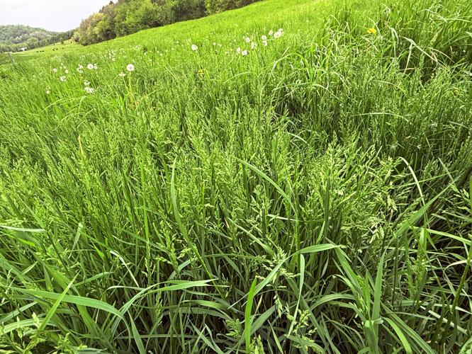Grass
