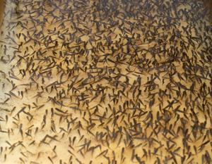 Shrimp farming (3).jpg