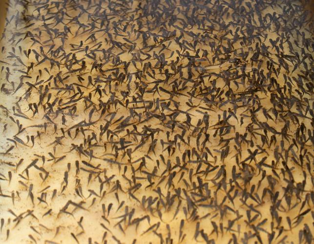 Shrimp farming (3).jpg