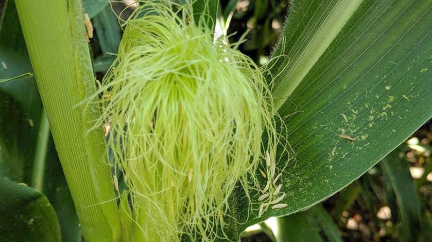 Corn pollen on and near silks.