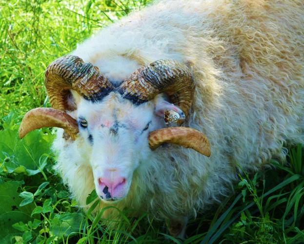 Icelandic ram