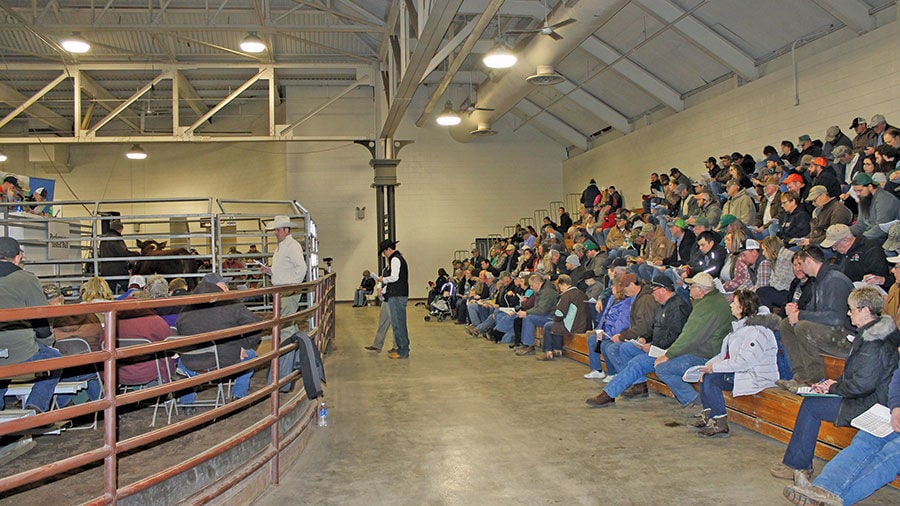 Illinois Performance Tested Bull crowd