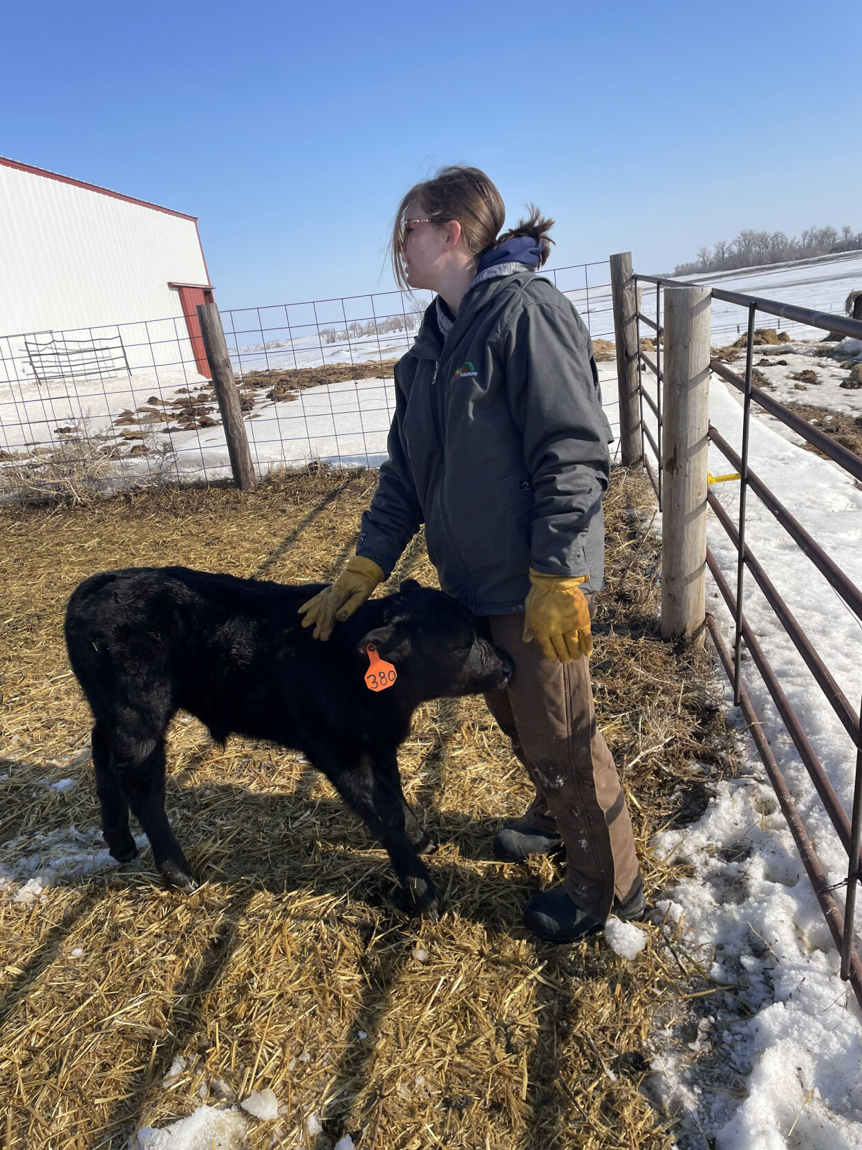 Crop Watcher Wittnebel calf.JPG
