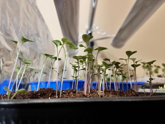 (A) Germination 3.JPG