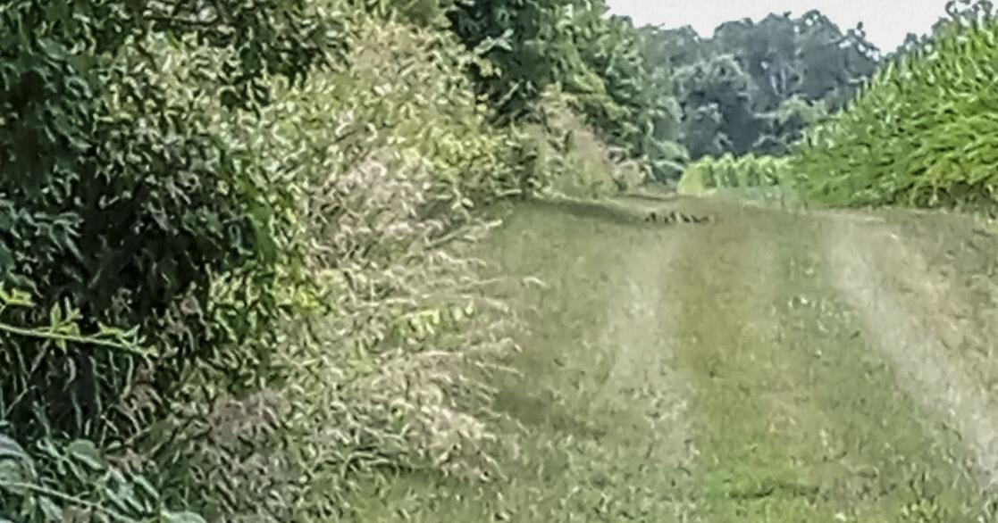 From the Fields: Ellie Kluetzman