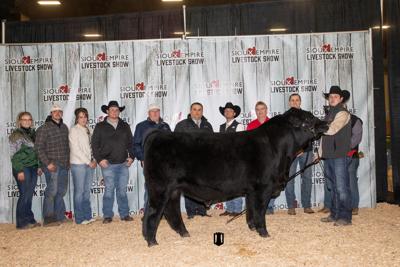 Simmental bull