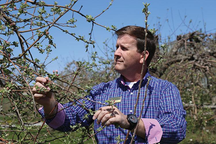 Adam Howard inspects a blooming apple tree