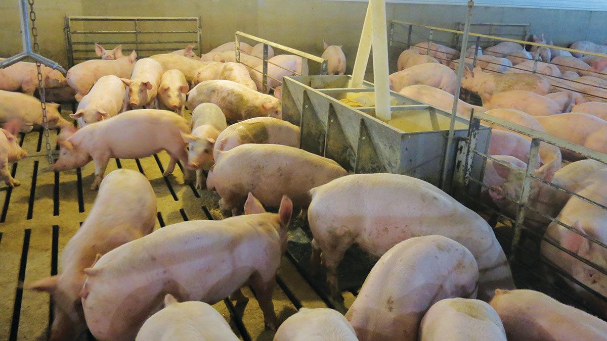 Pigs eating