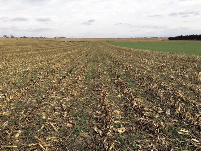 cereal rye