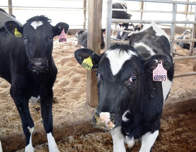 Alta Genetics Peak calves