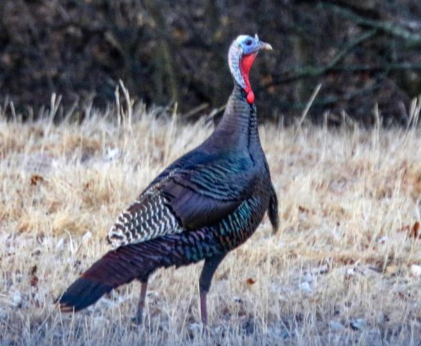 Turkey