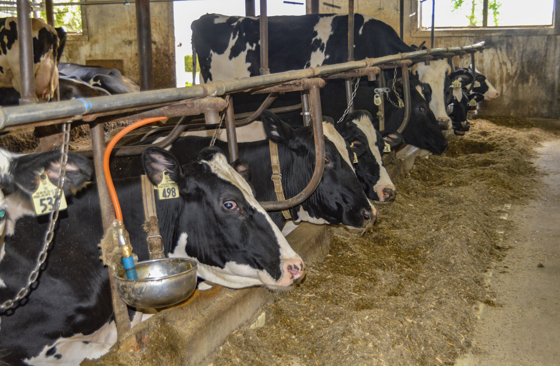 Dairy cows at feeding bunk