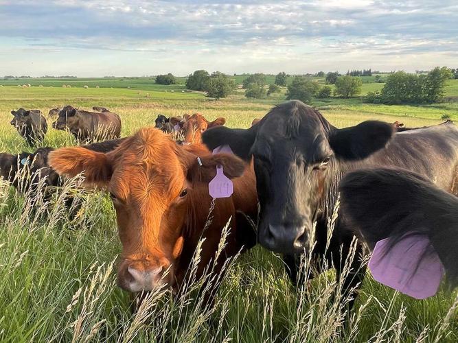 cattle on Brewer farm