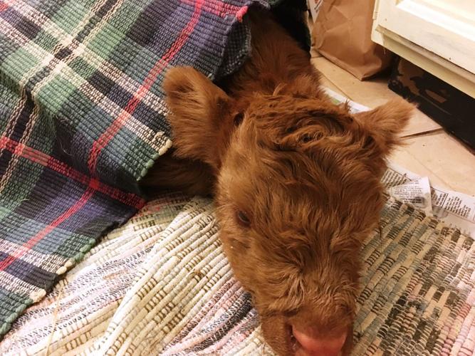 Calf warms under heating pad