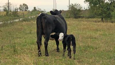 fall-calving-1-Cow-calf