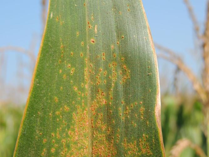 Southern rust resembles pickup-truck rust