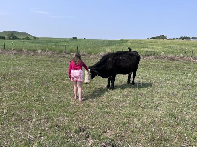 Cows out to pasture