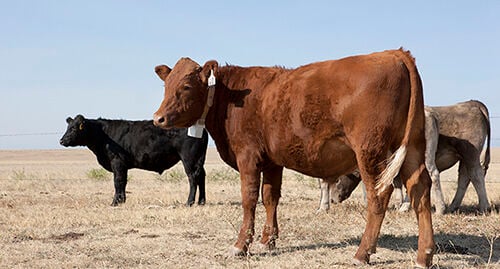 Cattle GPS tag