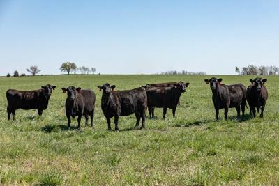 spring pasture