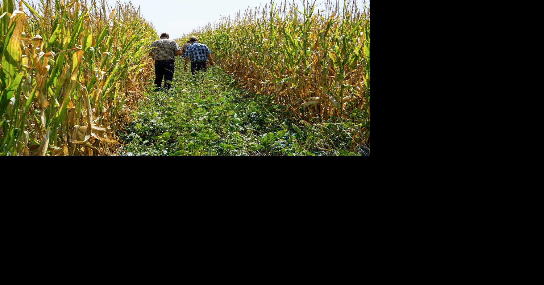 Try something: Field day held in Fillmore County explores cover crops