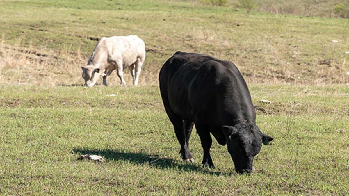 Grazing-options-photo