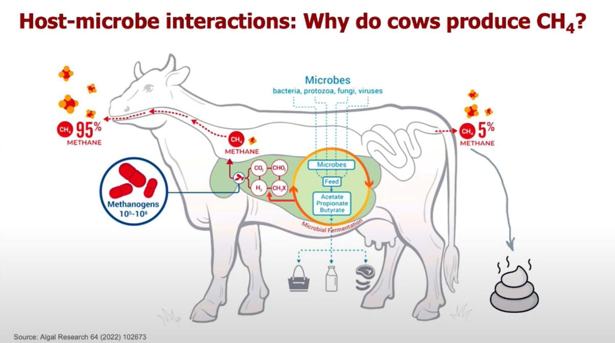 Dairy cow microbiome graphic