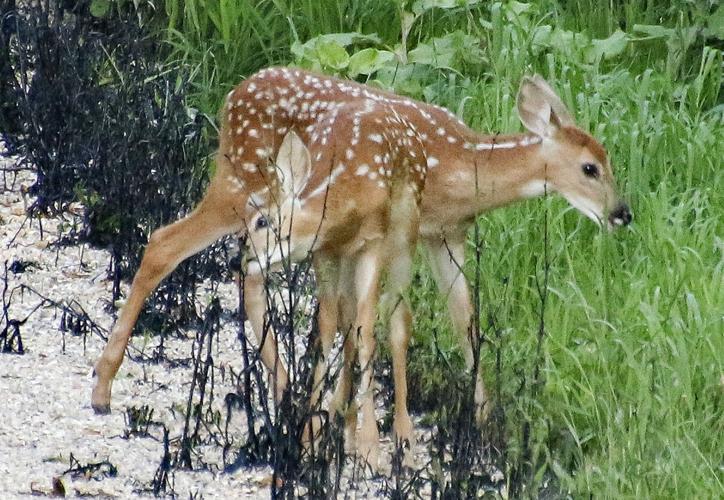 Deer fawns