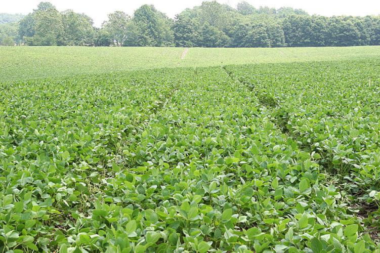Wheel track damage to soybeans consideration