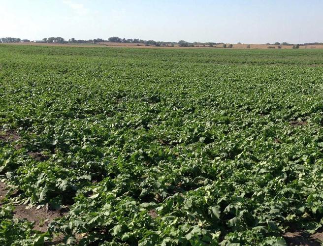 radishes cover crop