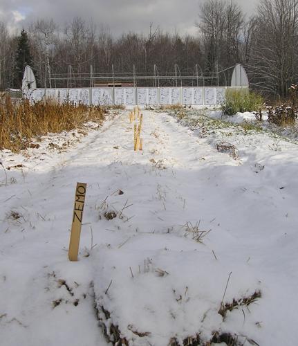 Garlic bed