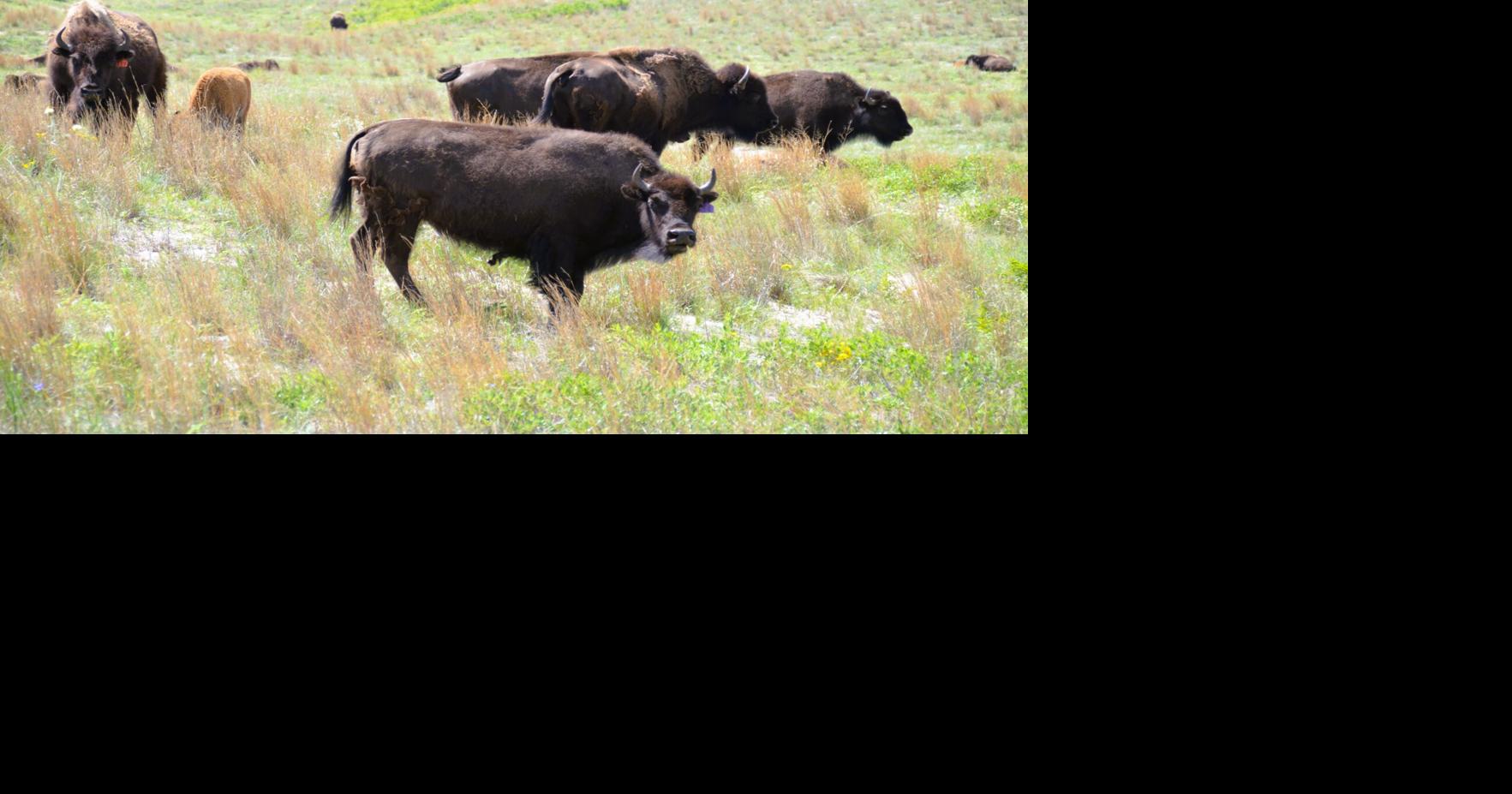 Niobrara bison 8.JPG