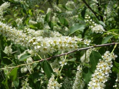 Watch out for poisonous pasture plants