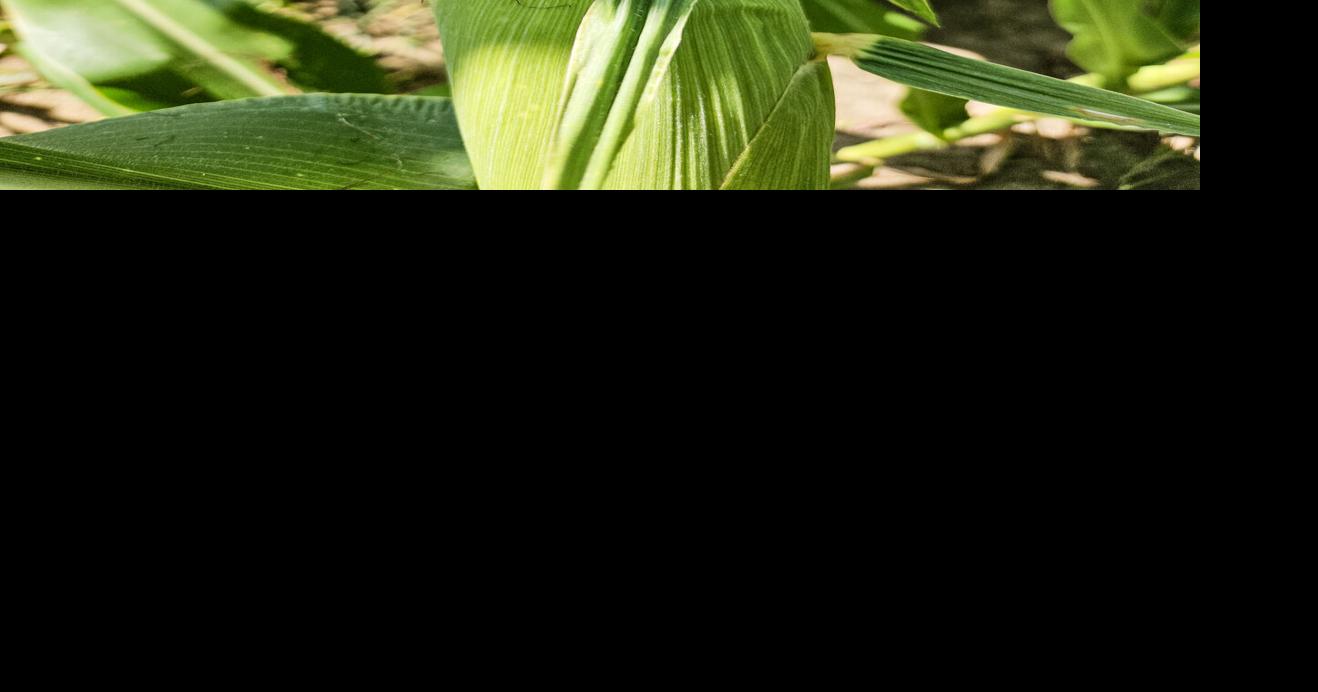 LeeAnne Bulman/For AgriView Monte the corn stalk we have been photographing this summer is showing off his gold jewels.